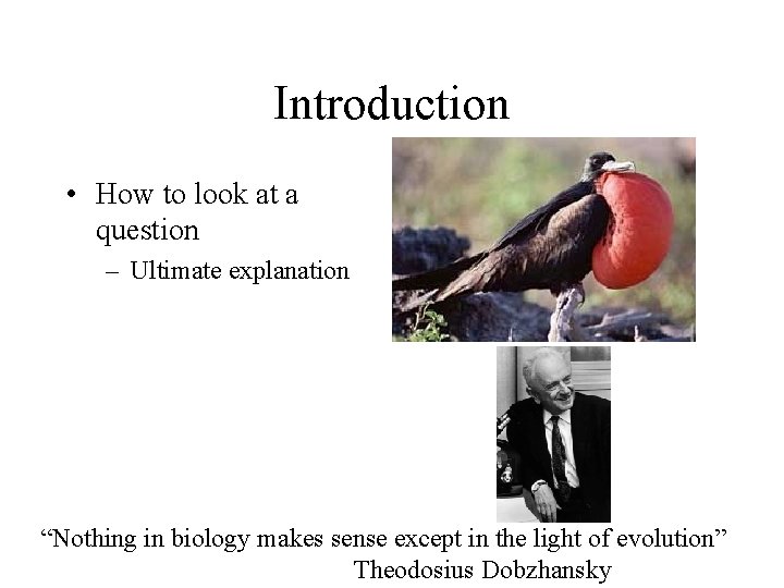 Introduction • How to look at a question – Ultimate explanation “Nothing in biology