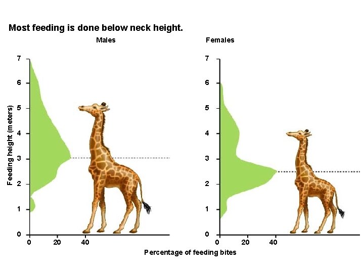 Most feeding is done below neck height. Feeding height (meters) Males Females 7 7