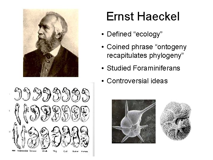 Ernst Haeckel • Defined “ecology” • Coined phrase “ontogeny recapitulates phylogeny” • Studied Foraminiferans
