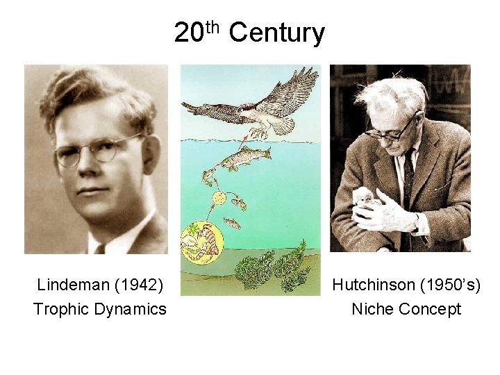 20 th Century Lindeman (1942) Trophic Dynamics Hutchinson (1950’s) Niche Concept 