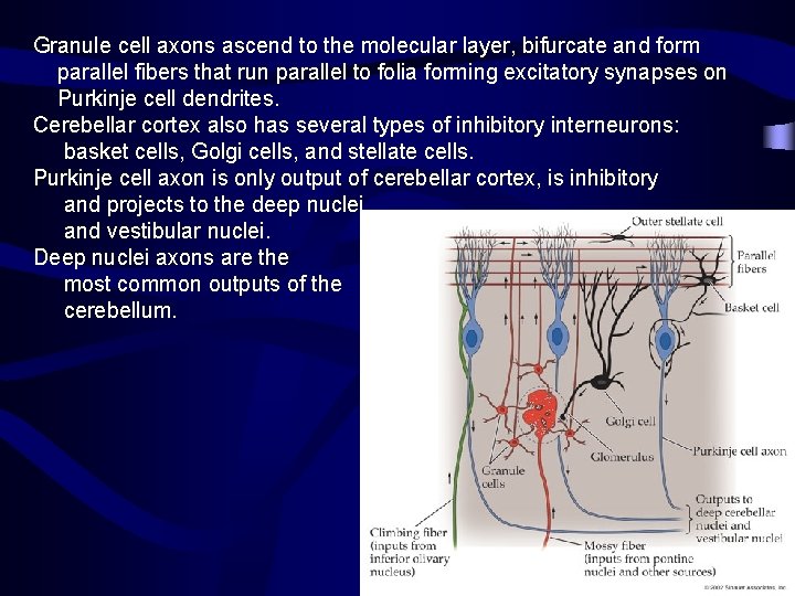 Granule cell axons ascend to the molecular layer, bifurcate and form parallel fibers that