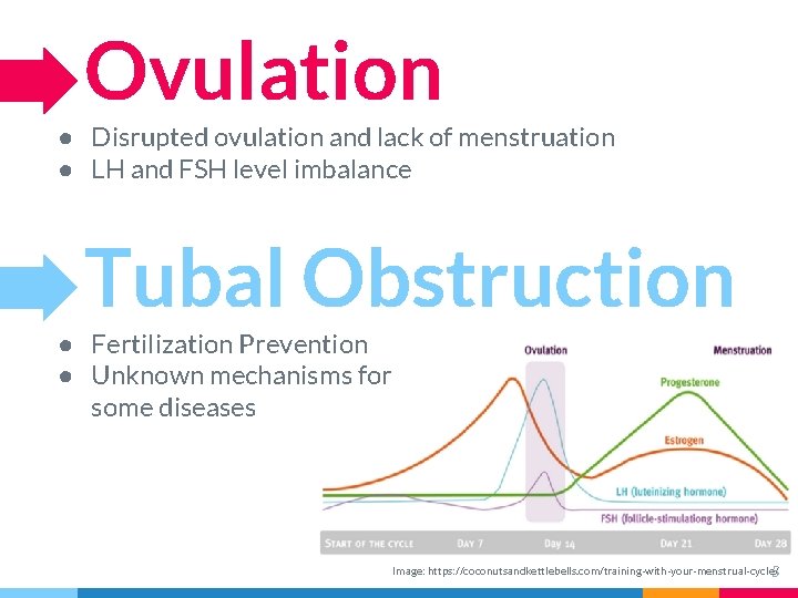 Ovulation ● Disrupted ovulation and lack of menstruation ● LH and FSH level imbalance