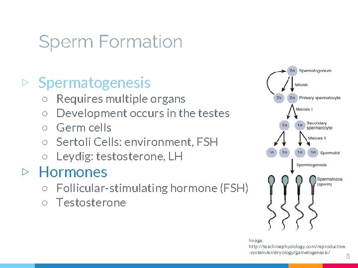 Sperm Formation ▷ Spermatogenesis ○ ○ ○ Requires multiple organs Development occurs in the