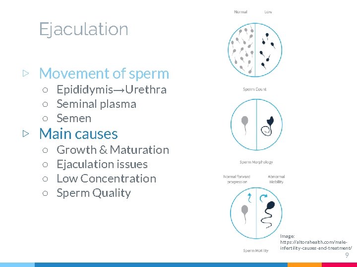 Ejaculation ▷ Movement of sperm ○ Epididymis→Urethra ○ Seminal plasma ○ Semen ▷ Main