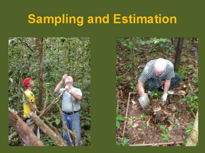 Sampling and Estimation 