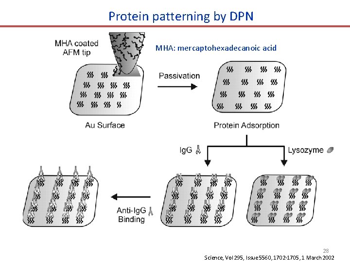 Protein patterning by DPN MHA: mercaptohexadecanoic acid 28 Science, Vol 295, Issue 5560, 1702