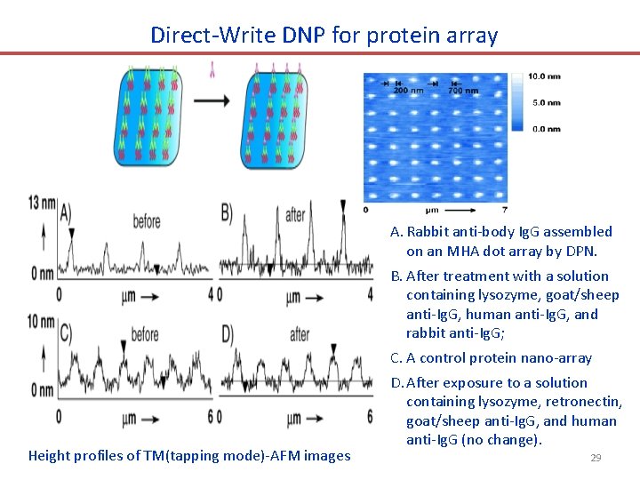 Direct-Write DNP for protein array Height profiles of TM(tapping mode)-AFM images A. Rabbit anti-body