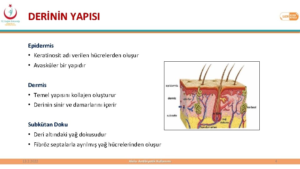 DERİNİN YAPISI Epidermis • Keratinosit adı verilen hücrelerden oluşur • Avasküler bir yapıdır Dermis