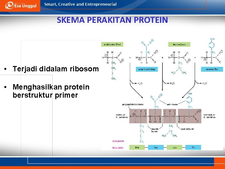 SKEMA PERAKITAN PROTEIN • Terjadi didalam ribosom • Menghasilkan protein berstruktur primer 