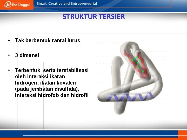 STRUKTUR TERSIER • Tak berbentuk rantai lurus • 3 dimensi • Terbentuk serta terstabilisasi