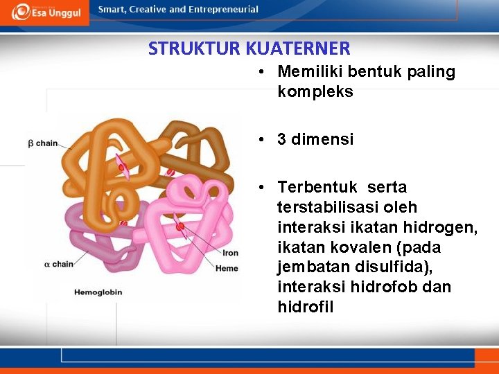 STRUKTUR KUATERNER • Memiliki bentuk paling kompleks • 3 dimensi • Terbentuk serta terstabilisasi