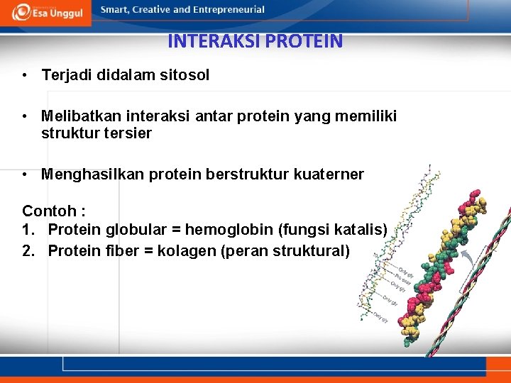 INTERAKSI PROTEIN • Terjadi didalam sitosol • Melibatkan interaksi antar protein yang memiliki struktur