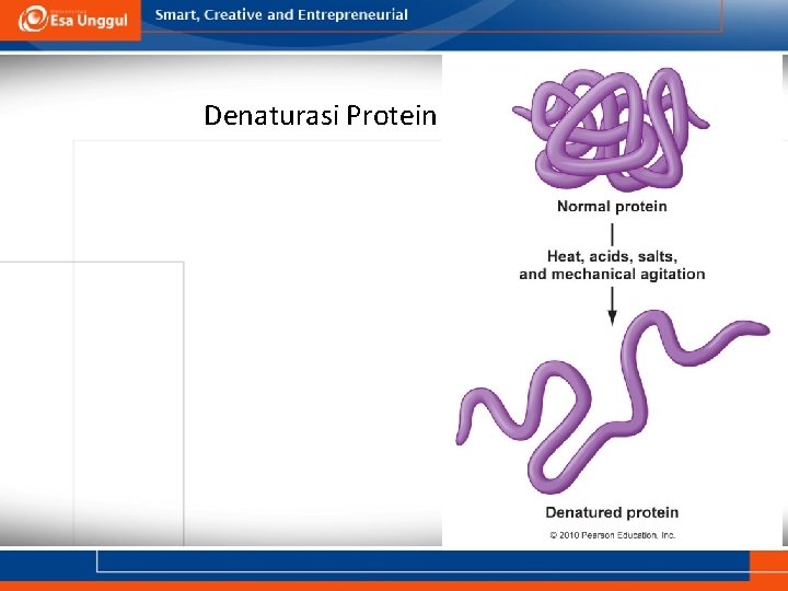 Denaturasi Protein 