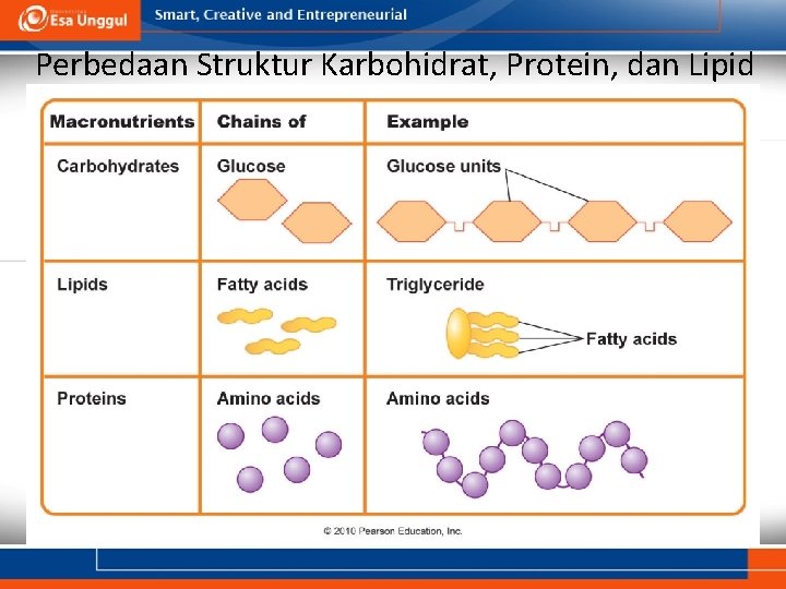 Perbedaan Struktur Karbohidrat, Protein, dan Lipid 