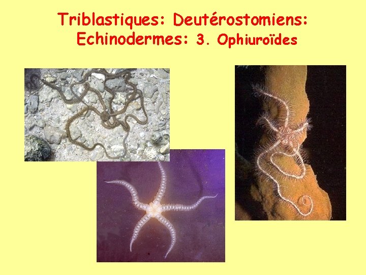 Triblastiques: Deutérostomiens: Echinodermes: 3. Ophiuroïdes 