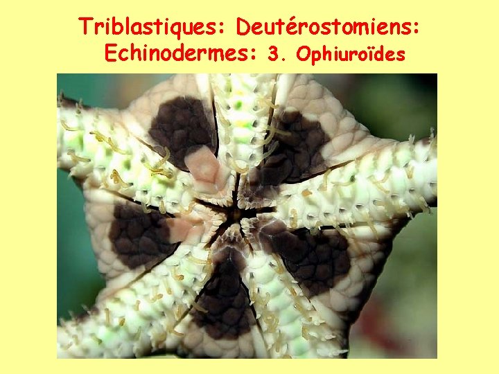 Triblastiques: Deutérostomiens: Echinodermes: 3. Ophiuroïdes 