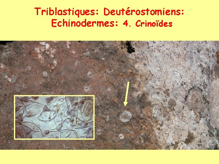 Triblastiques: Deutérostomiens: Echinodermes: 4. Crinoïdes 