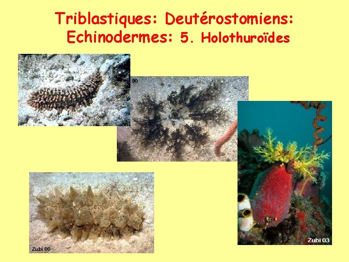 Triblastiques: Deutérostomiens: Echinodermes: 5. Holothuroïdes 