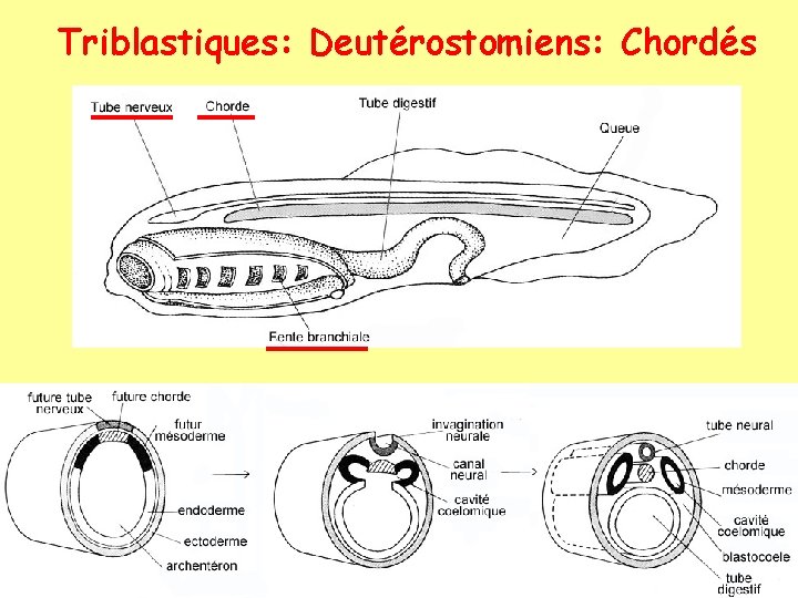 Triblastiques: Deutérostomiens: Chordés 