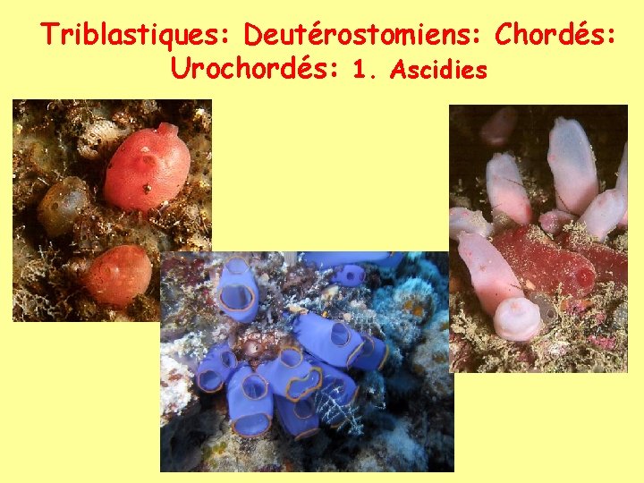 Triblastiques: Deutérostomiens: Chordés: Urochordés: 1. Ascidies 