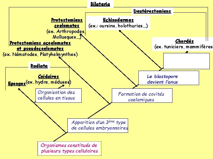 Bilateria Deutérostomiens Protostomiens Echinodermes coelomates (ex. : oursins, holothuries…) (ex. Arthropodes, Mollusques…) Protostomiens acoelomates