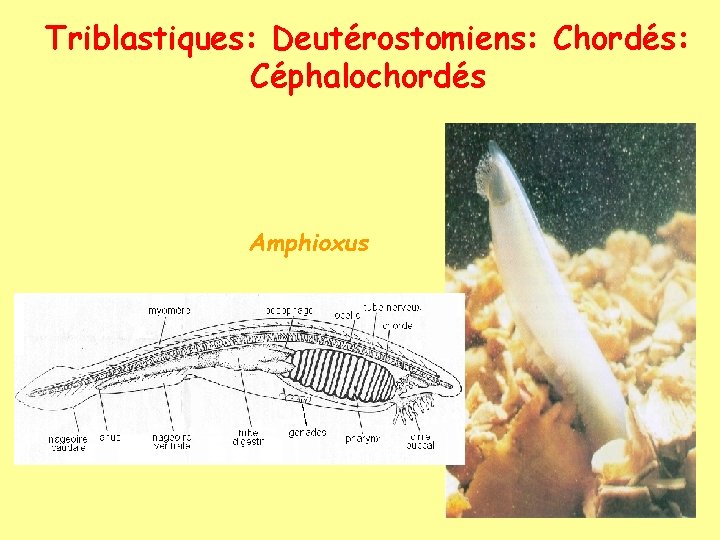 Triblastiques: Deutérostomiens: Chordés: Céphalochordés Amphioxus 