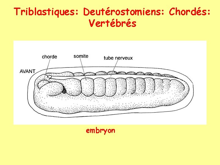 Triblastiques: Deutérostomiens: Chordés: Vertébrés embryon 