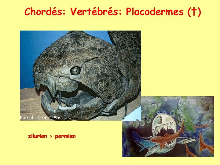 Chordés: Vertébrés: Placodermes (†) silurien > permien 
