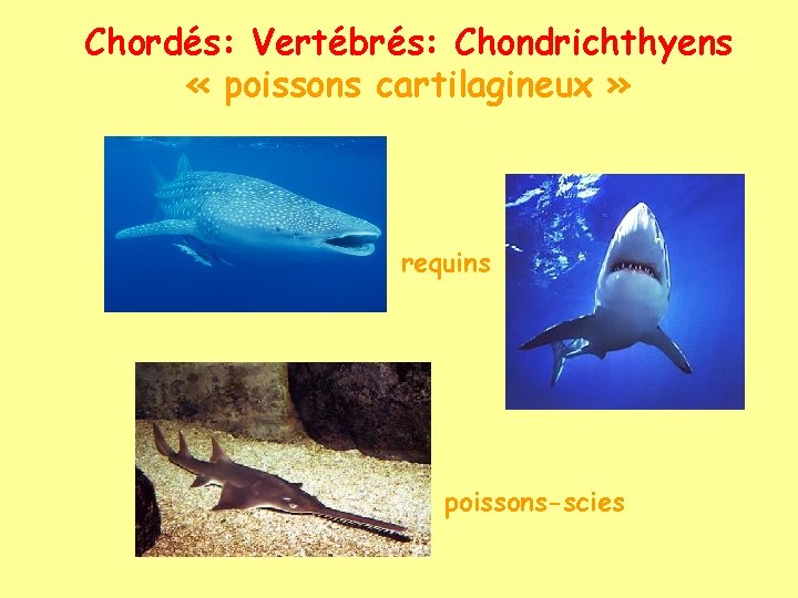 Chordés: Vertébrés: Chondrichthyens « poissons cartilagineux » requins poissons-scies 