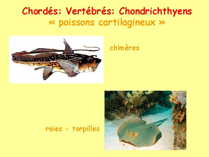 Chordés: Vertébrés: Chondrichthyens « poissons cartilagineux » chimères raies - torpilles 