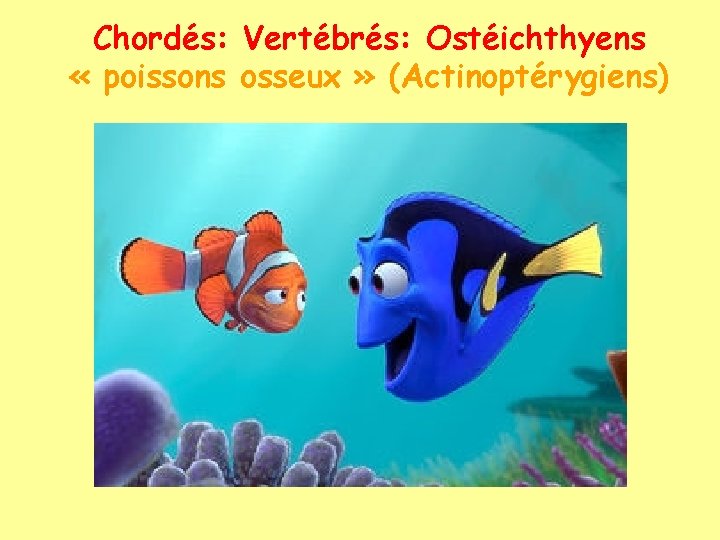 Chordés: Vertébrés: Ostéichthyens « poissons osseux » (Actinoptérygiens) 