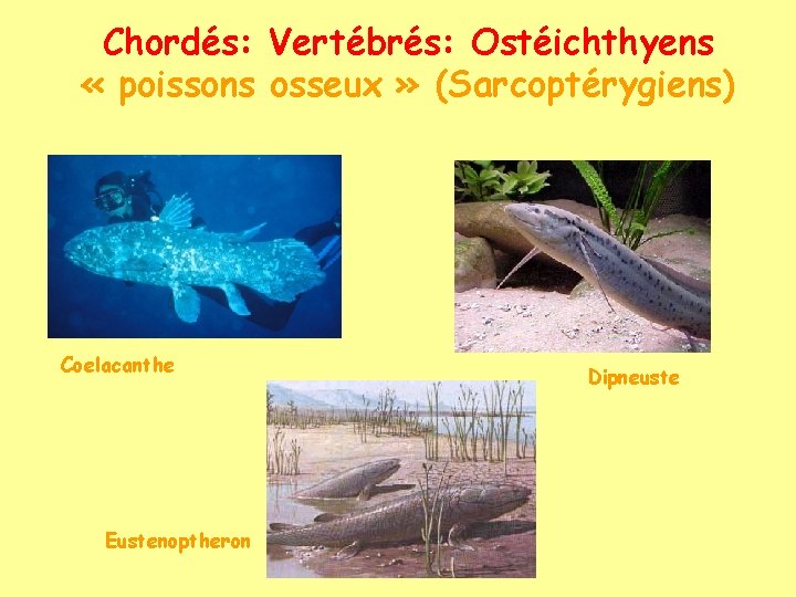Chordés: Vertébrés: Ostéichthyens « poissons osseux » (Sarcoptérygiens) Coelacanthe Eustenoptheron Dipneuste 