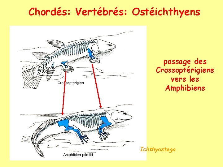 Chordés: Vertébrés: Ostéichthyens passage des Crossoptérigiens vers les Amphibiens Ichthyostega 