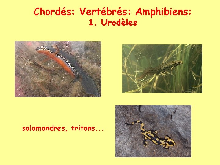 Chordés: Vertébrés: Amphibiens: 1. Urodèles salamandres, tritons. . . 