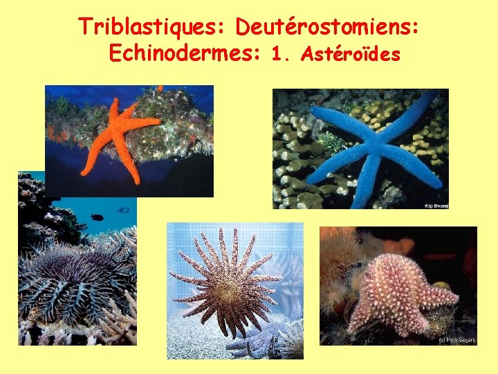 Triblastiques: Deutérostomiens: Echinodermes: 1. Astéroïdes 