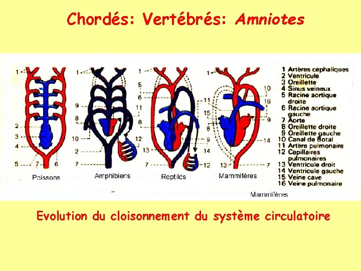 Chordés: Vertébrés: Amniotes Evolution du cloisonnement du système circulatoire 