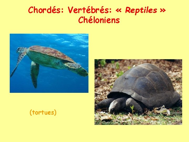 Chordés: Vertébrés: « Reptiles » Chéloniens (tortues) 