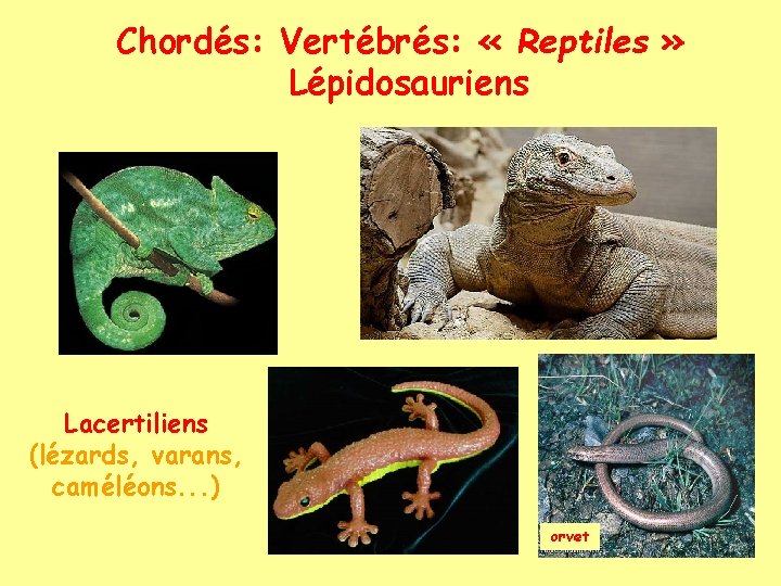 Chordés: Vertébrés: « Reptiles » Lépidosauriens Lacertiliens (lézards, varans, caméléons. . . ) orvet