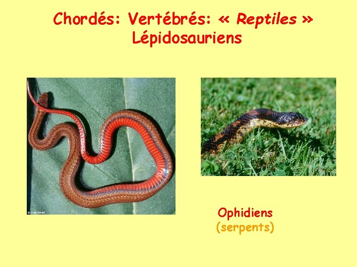 Chordés: Vertébrés: « Reptiles » Lépidosauriens Ophidiens (serpents) 