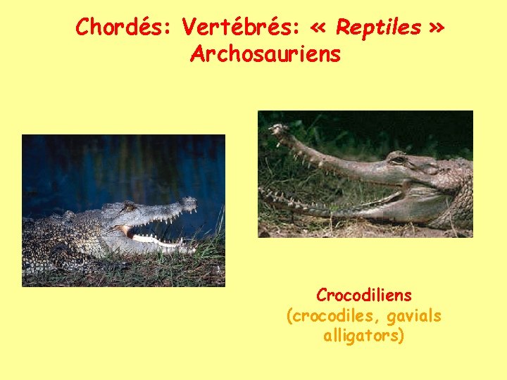 Chordés: Vertébrés: « Reptiles » Archosauriens Crocodiliens (crocodiles, gavials alligators) 