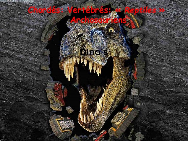 Chordés: Vertébrés: « Reptiles » Archosauriens Dino’s 