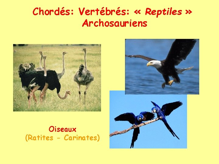 Chordés: Vertébrés: « Reptiles » Archosauriens Oiseaux (Ratites - Carinates) 