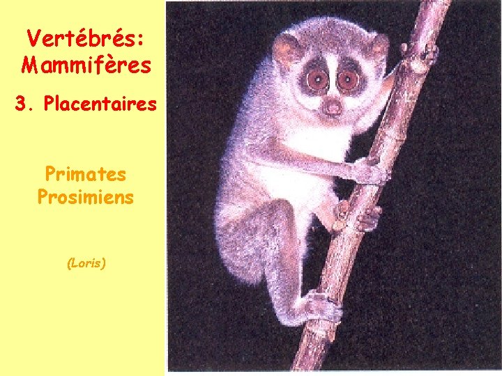 Vertébrés: Mammifères 3. Placentaires Primates Prosimiens (Loris) 