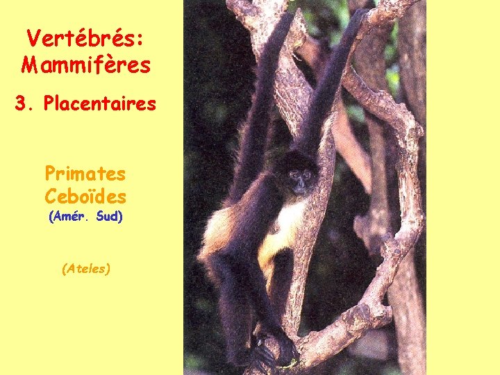 Vertébrés: Mammifères 3. Placentaires Primates Ceboïdes (Amér. Sud) (Ateles) 