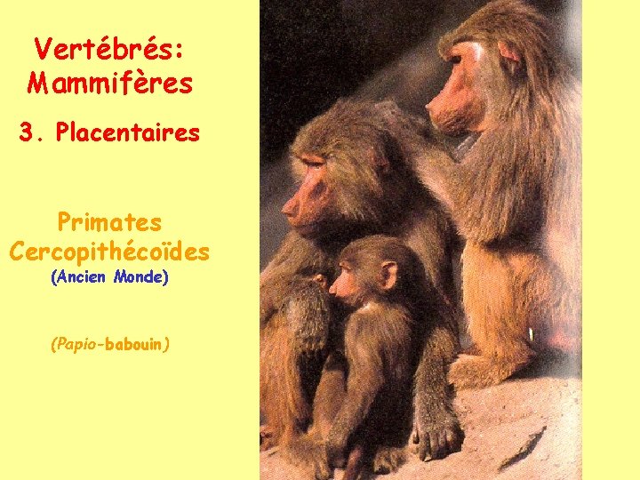 Vertébrés: Mammifères 3. Placentaires Primates Cercopithécoïdes (Ancien Monde) (Papio-babouin) 