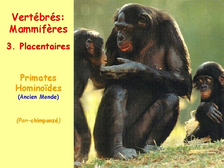 Vertébrés: Mammifères 3. Placentaires Primates Hominoïdes (Ancien Monde) (Pan-chimpanzé) 