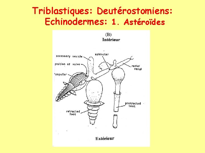 Triblastiques: Deutérostomiens: Echinodermes: 1. Astéroïdes 
