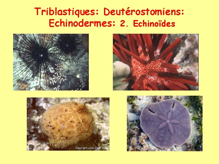 Triblastiques: Deutérostomiens: Echinodermes: 2. Echinoïdes 