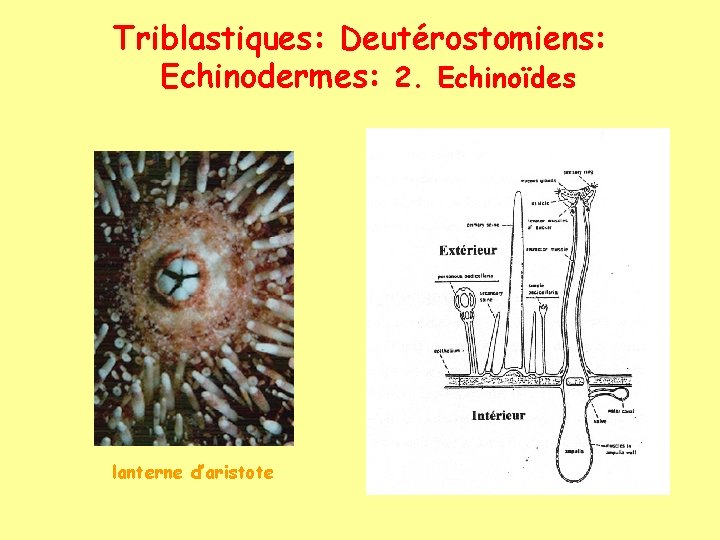Triblastiques: Deutérostomiens: Echinodermes: 2. Echinoïdes lanterne d’aristote 