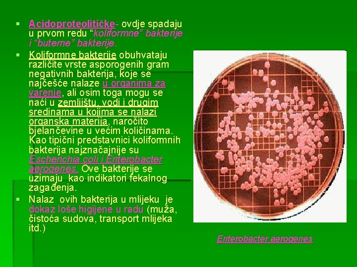 § Acidoproteolitičke- ovdje spadaju u prvom redu “koliformne” bakterije i “buterne” bakterije. § Koliformne